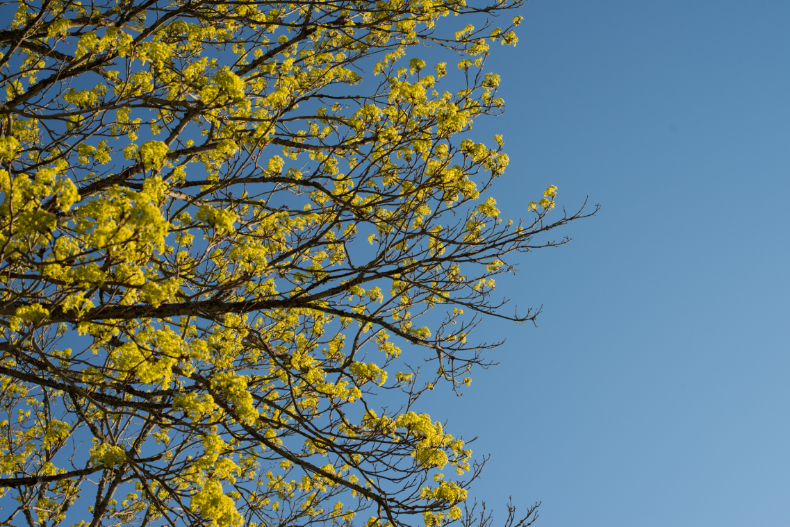 Spring trees in Varberga